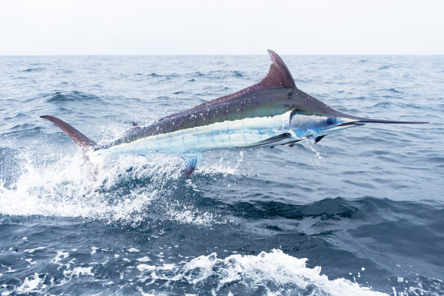 Marlin – The fastest fish in the world and NORMA Group’s latest compression fitting